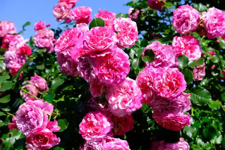 十日恵比須神社(福岡県)