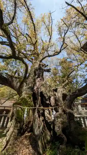 大山祇神社(愛媛県)