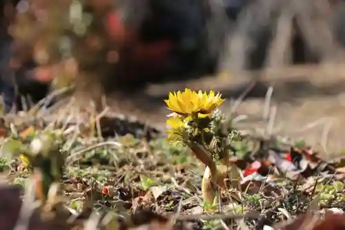 関場神社の自然