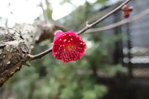 北野天満宮の自然