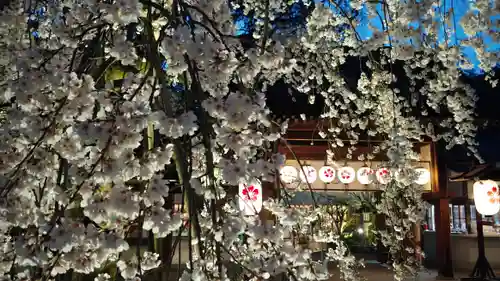 平野神社の自然