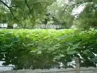 旗上弁財天社の自然