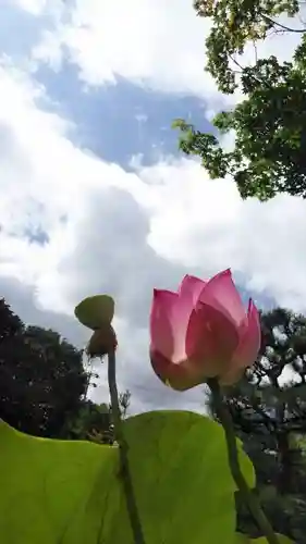 法金剛院の自然