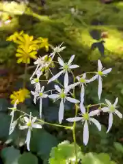 長命寺の自然