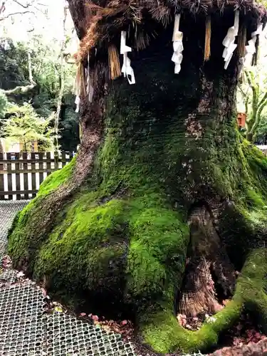 熱田神宮の自然