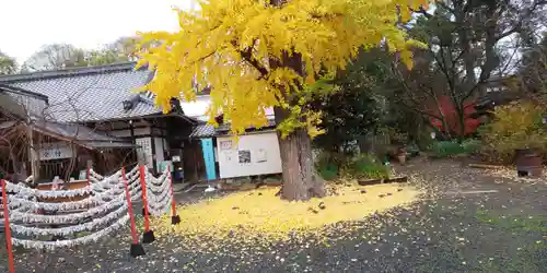 平野神社(京都府)