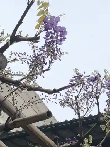 亀戸天神社の自然