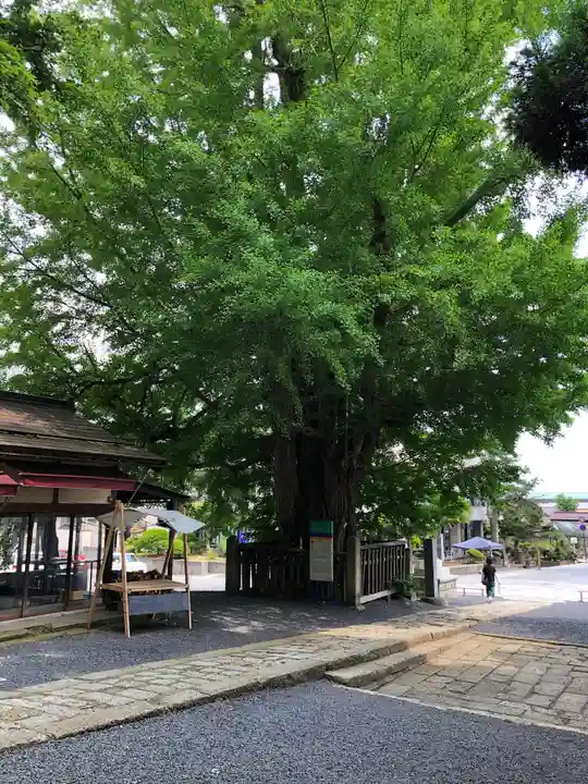 熊野大社の自然