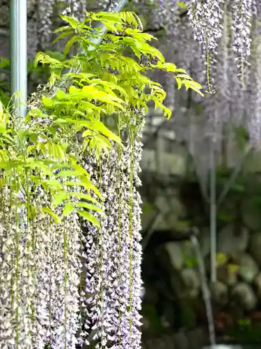 鳩ヶ嶺八幡宮の自然
