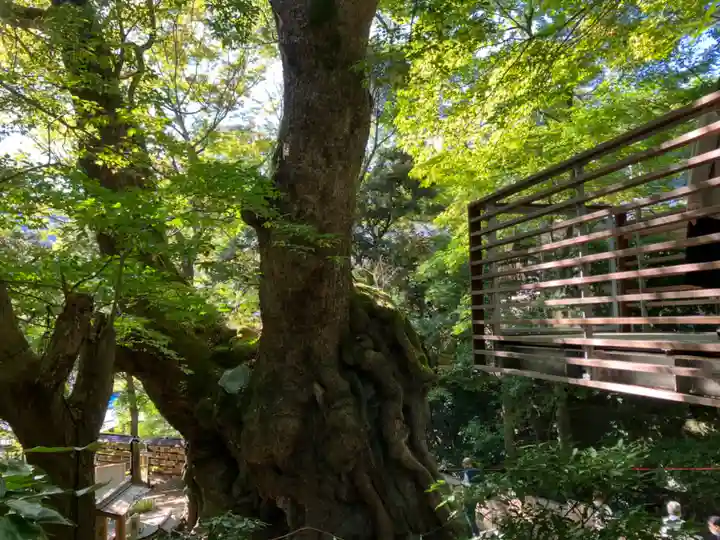 來宮神社の自然
