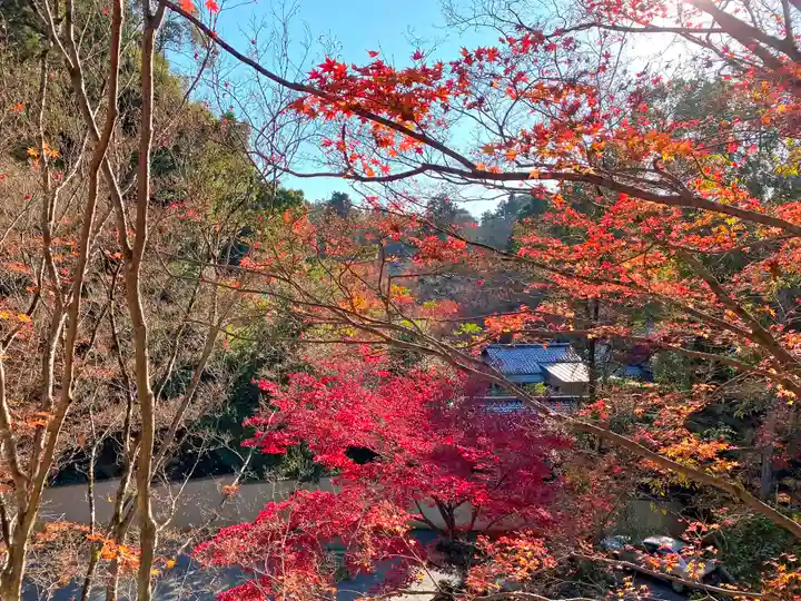 今熊野観音寺の自然
