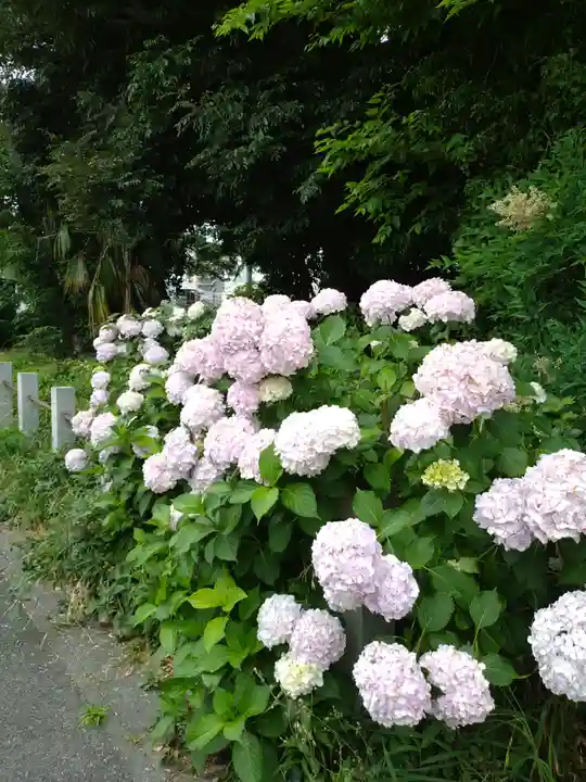 柏諏訪神社(千葉県)