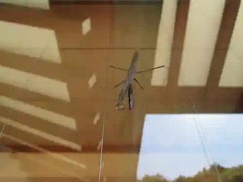 屋久島大社の動物