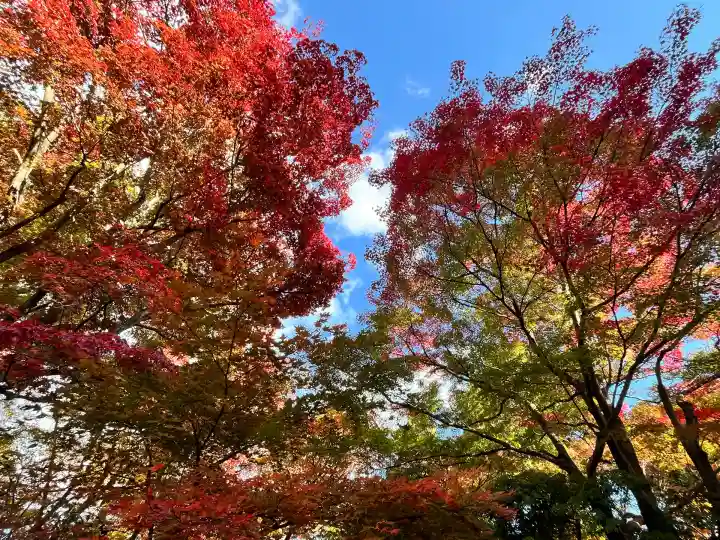 柳谷観音 楊谷寺(京都府)