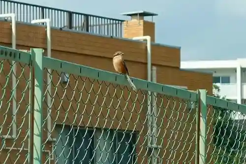 百済王神社の動物
