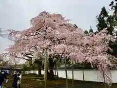 三宝院（三宝院門跡）の自然