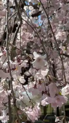 平野神社(京都府)