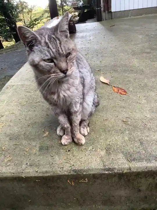 玉野御嶽神社の動物