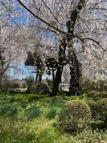 安養寺の{uncategorized: "未分類", other: "その他", undefined: "問題あり", building: "その他建物", grave: "お墓", sacred_gate: "鳥居", guardian: "狛犬", statue: "像", buddha: "仏像", history: "歴史", nature: "自然", garden: "庭園", animal: "動物", pagoda: "塔", temizu: "手水舎", mountain_gate: "山門・神門", sanctuary: "本殿・本堂", subordinate: "末社・摂社", art: "芸術", scenery: "景色", jizo: "地蔵", ema: "絵馬", goshuin: "御朱印", omikuji: "おみくじ", items: "授与品その他", amulet: "お守り", goshuincho: "御朱印帳", eats: "食事", festival: "お祭り", votive_dance: "神楽", shichigosan: "七五三参", wedding: "結婚式", experience: "体験その他", initially: "初詣", around: "周辺", anti_infection: "感染症対策"}