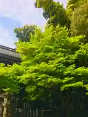 大宝八幡宮の自然