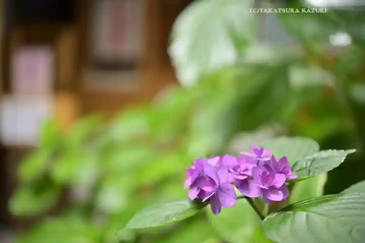 五十稲荷神社(栄寿稲荷神社)(東京都)
