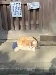 長谷寺の動物