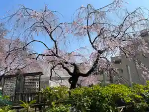 根岸八幡神社(神奈川県)(2023年03月22日(水) 14時48分19秒投稿)