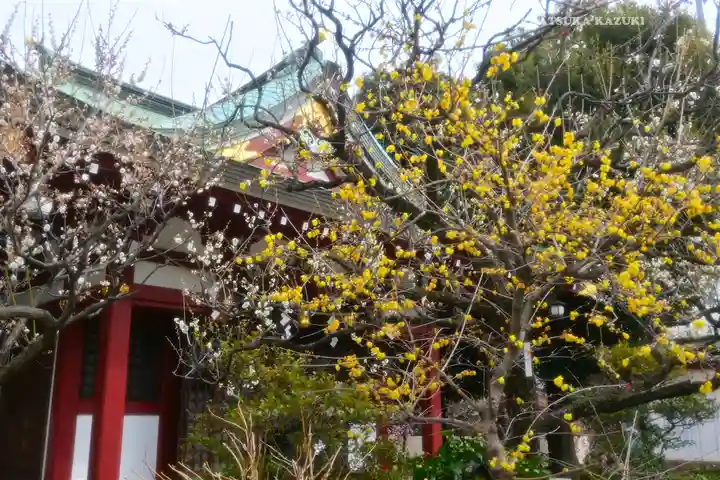 亀戸天神社(東京都)