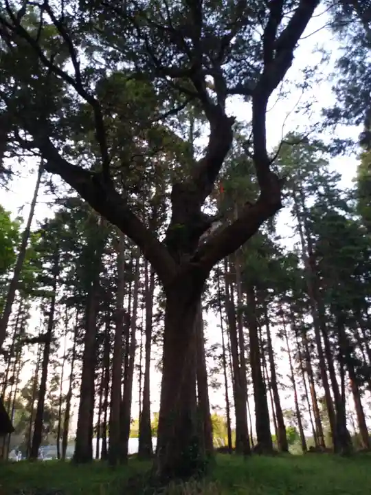 鹿島神社の自然