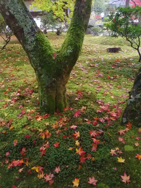 慈照寺(慈照禅寺・銀閣寺)の庭園