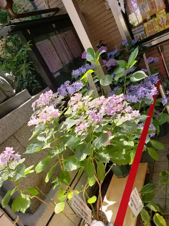 十番稲荷神社の自然