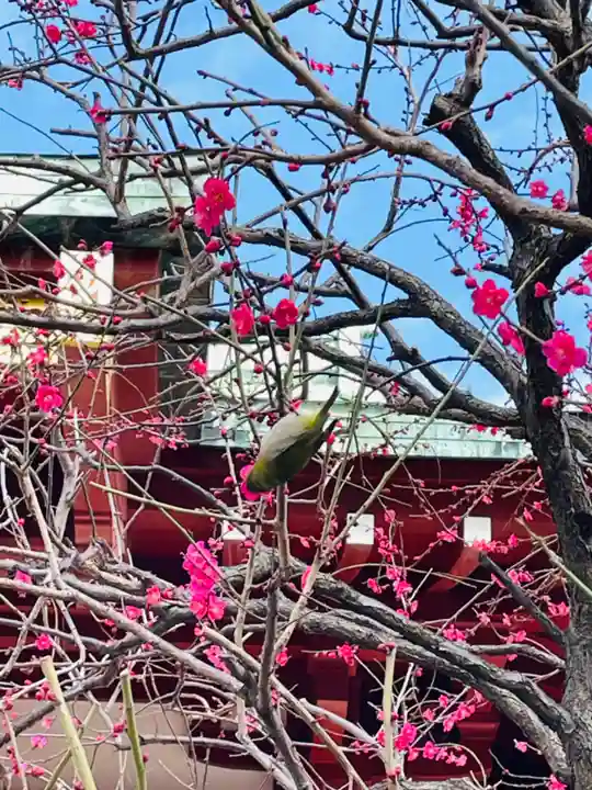 亀戸天神社(東京都)