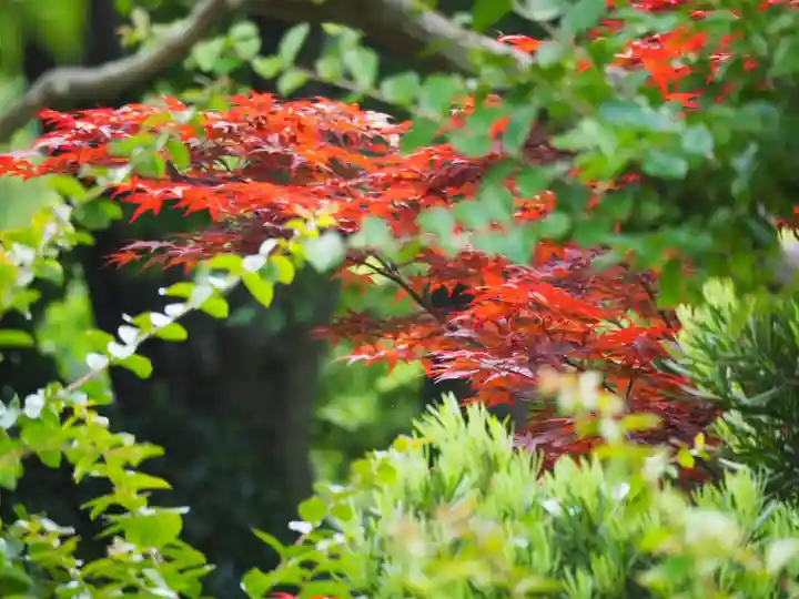 長壽寺(長寿寺)の自然