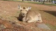 春日大社の動物