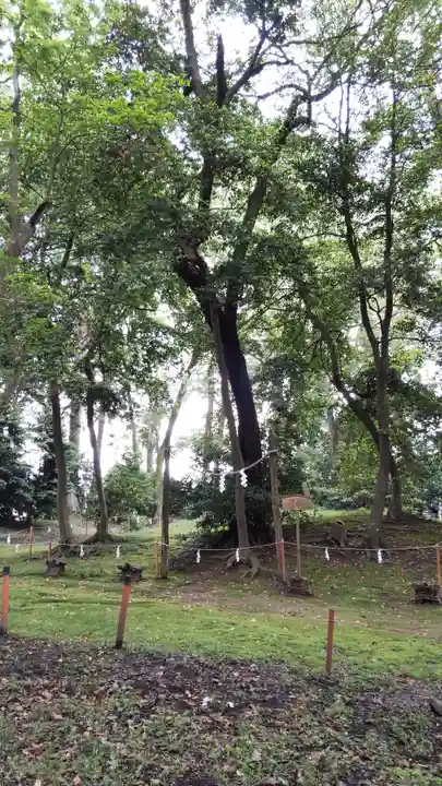 賀茂神社の自然