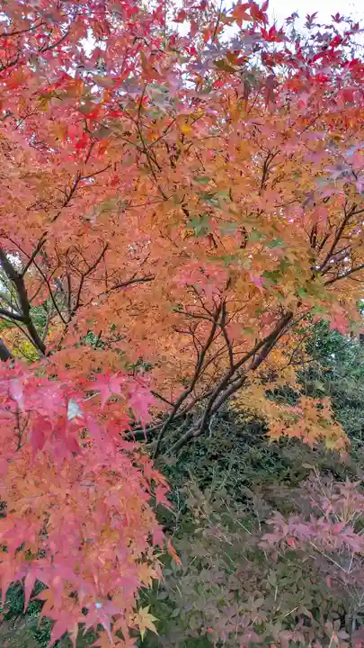 鍬山神社(京都府)