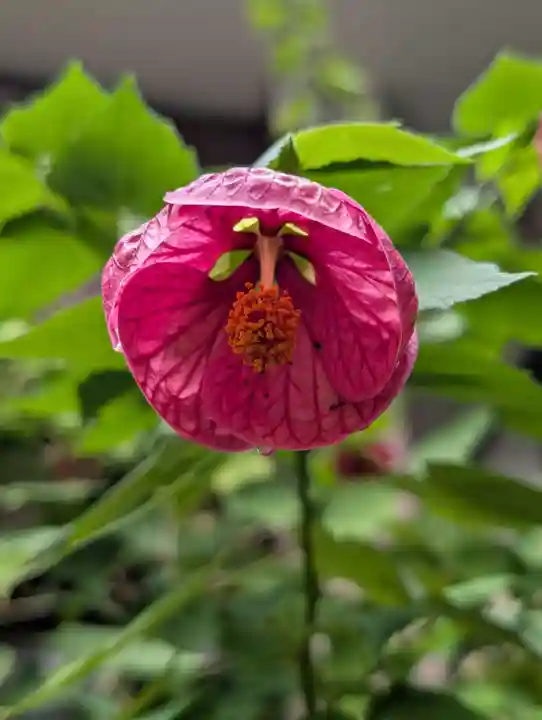 妙安寺(東京都)