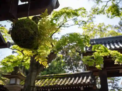 今宮神社(京都府)