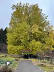 銀杏三寶大荒神(長野県)