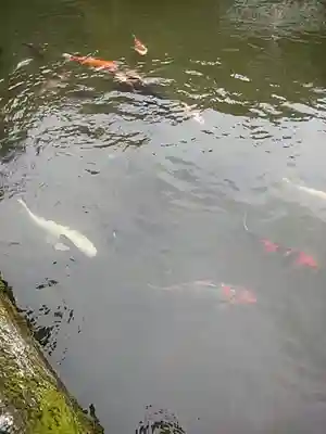 石母田 三吉神社の動物