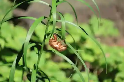 愛宕神社の自然