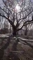 相馬神社の自然
