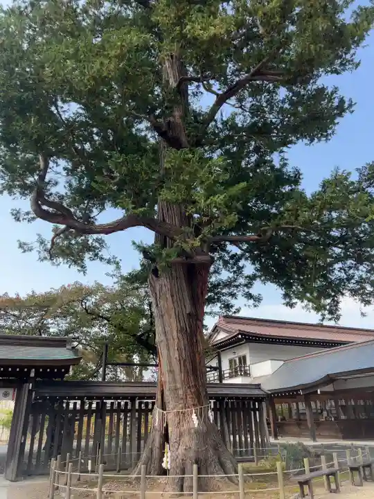 諏訪神社の自然