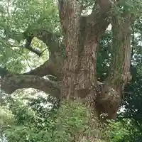 和泉國一之宮 大鳥大社の自然