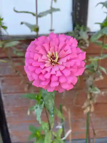 武蔵第六天神社の自然