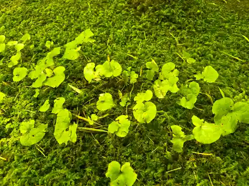 祇王寺(京都府)