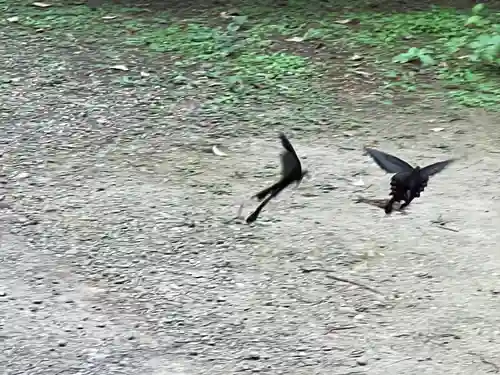香取神宮の動物