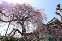 善龍寺(東京都)