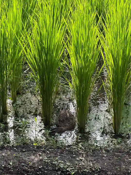 錦春稲荷大明神(東京都)