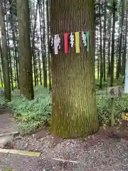 岩戸別神社の自然